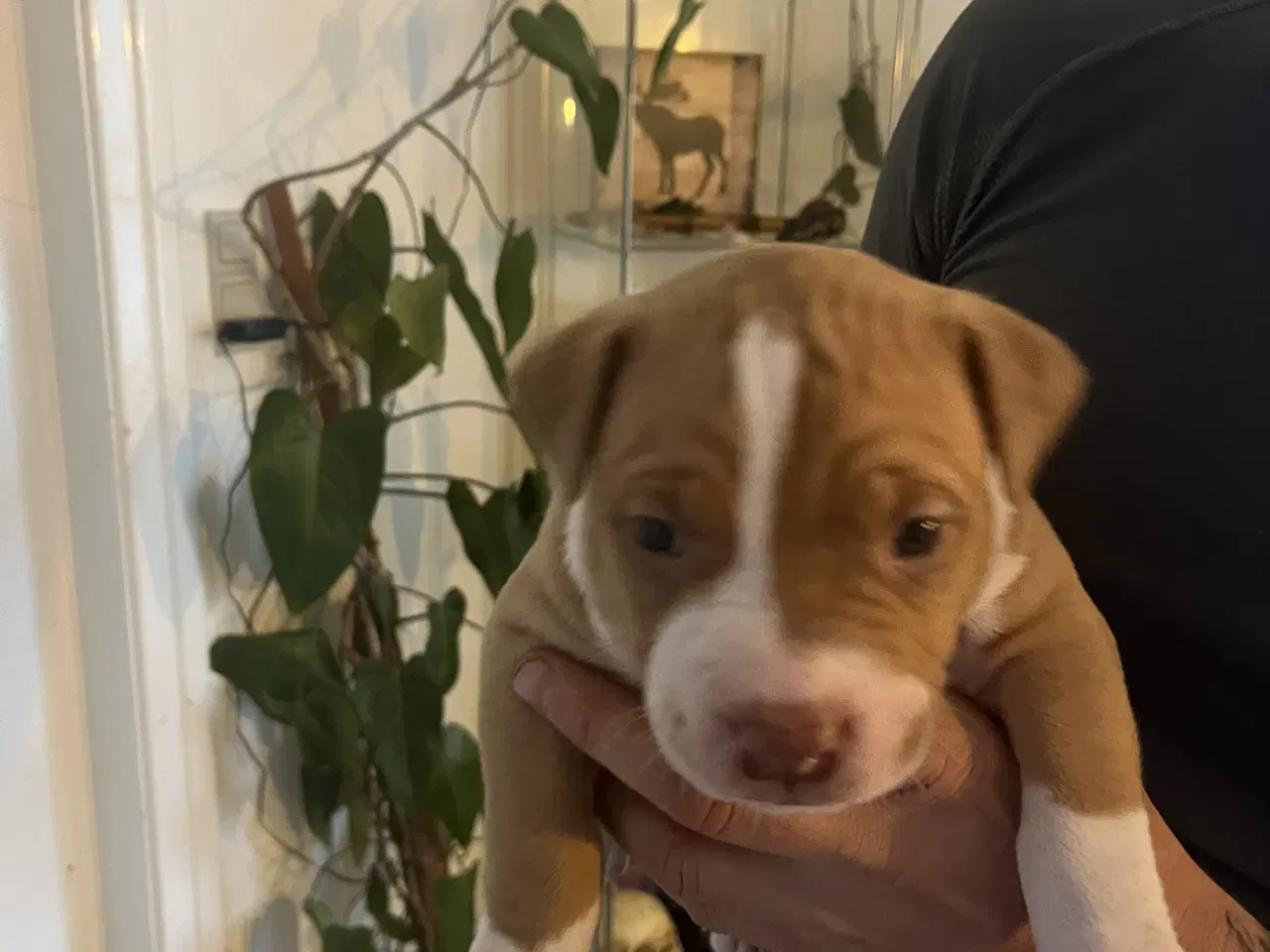 Billede 8 - Dejlige American Bully XL hvalpe 