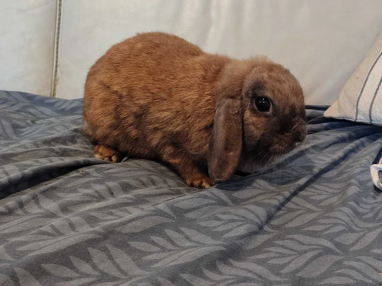 Billede 2 - Fri-Kanin 2.5 år 🐰