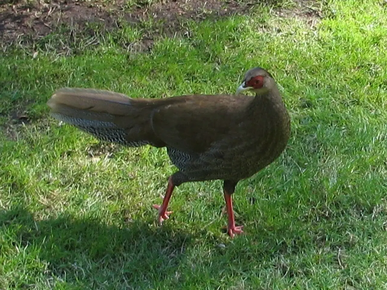 Billede 2 - Sølvfasan høne