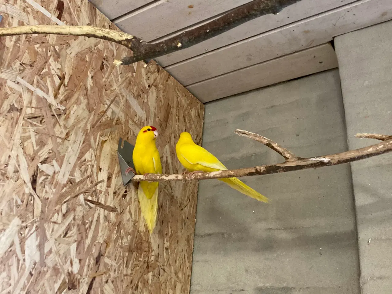 Billede 3 - Et par gule Gedeparekitter virkelig flotte