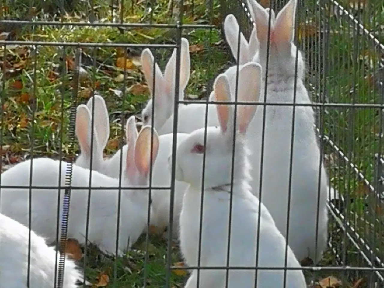 Billede 7 - Hvid Land kanin unger.