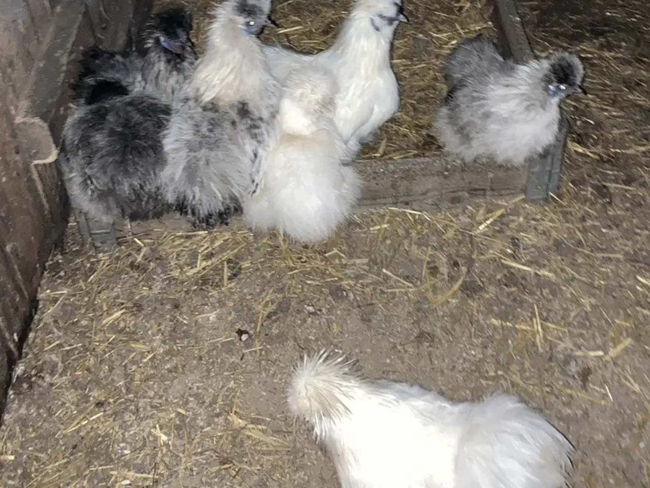 Billede 5 - Rene silke Høns