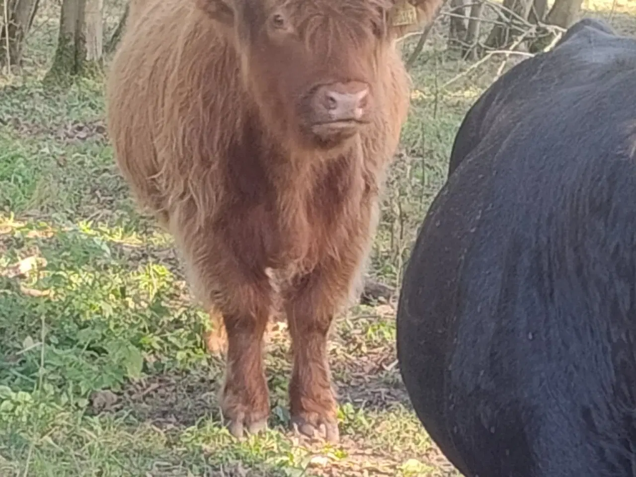 Billede 3 - Skottekvie sælges