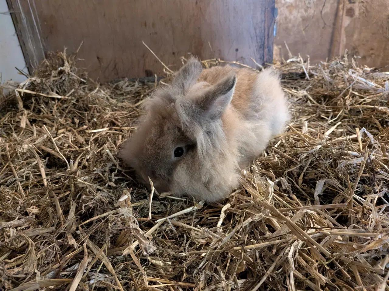 Billede 4 - To løvehoved han kaniner