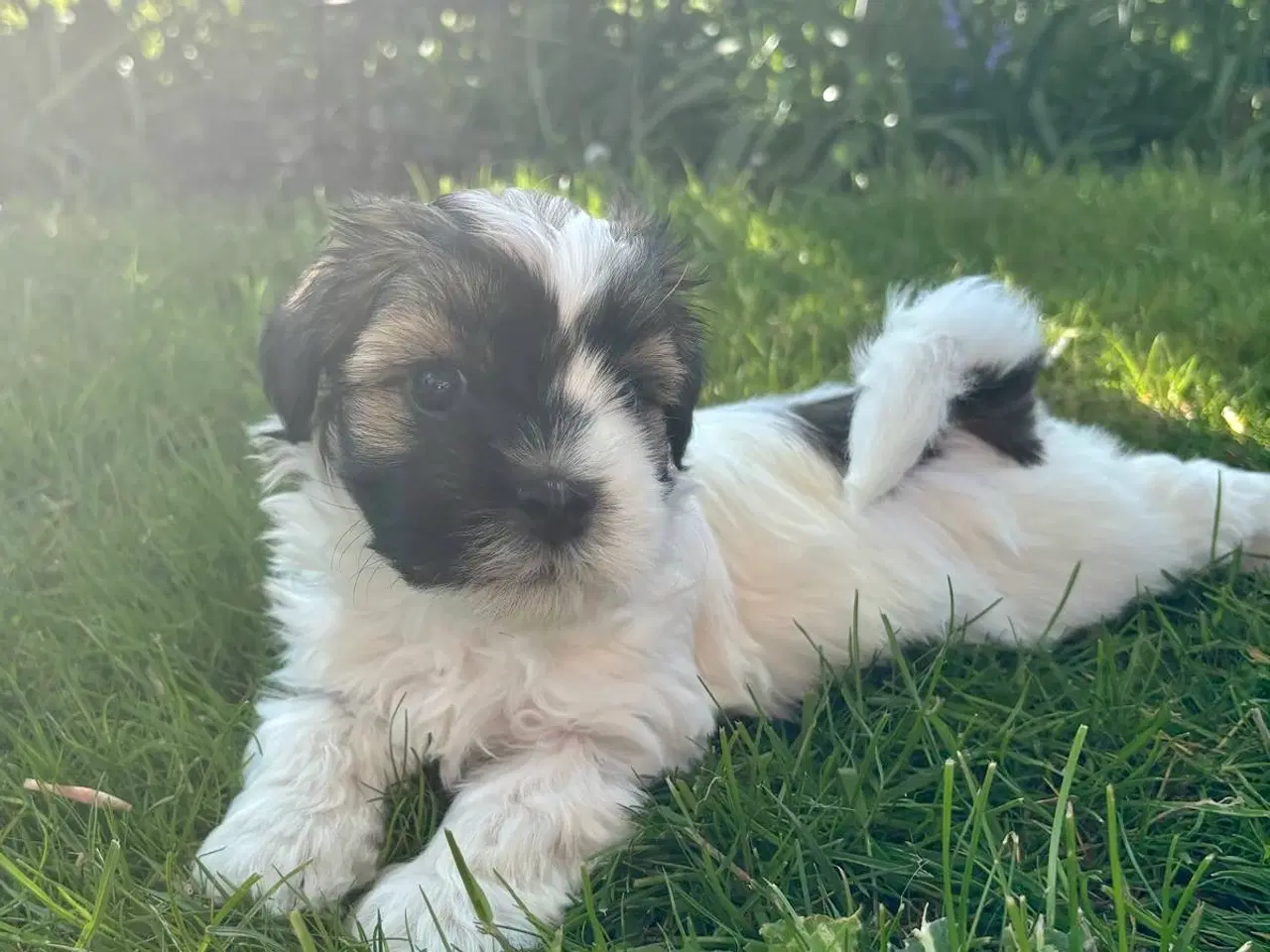 Billede 9 - Skønne Bichon Havanais-hvalpe