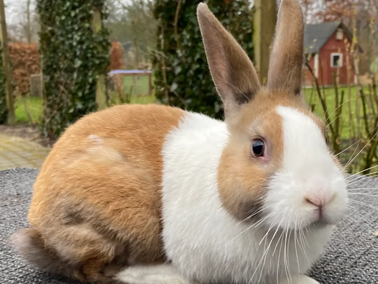 Billede 9 - HOLLÆNDER HAN MADAGASCAR