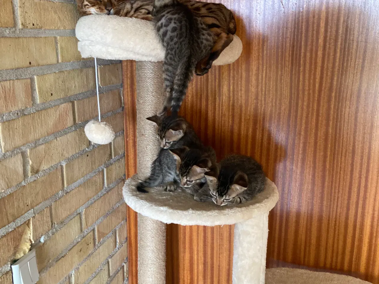 Billede 2 - Bengal blandingskilling