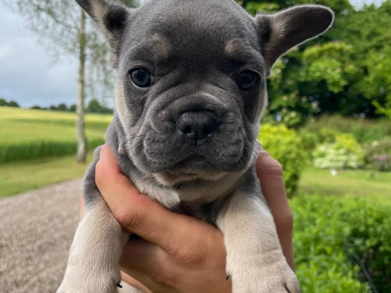 Billede 11 - Franske bulldog hvalpe