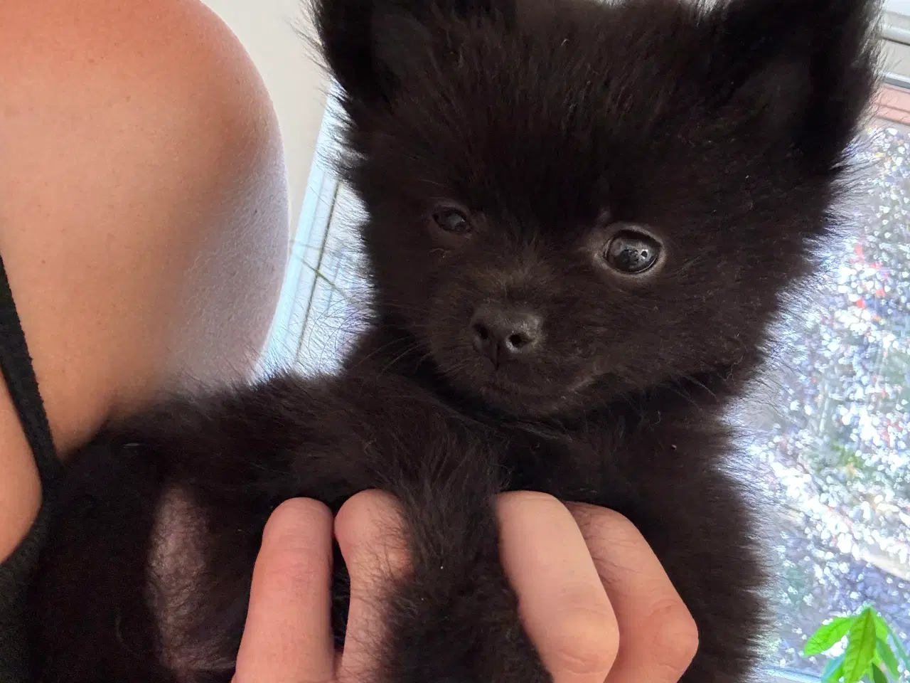 Billede 1 - Pomchi hvalp 