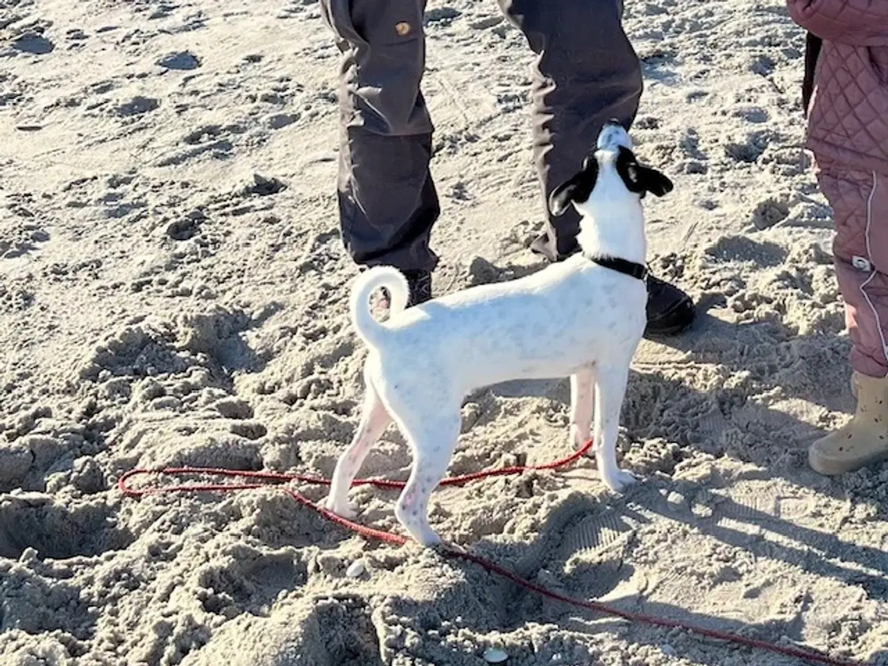 Billede 4 - Dansk/svensk gårdhund på 5 mdr 