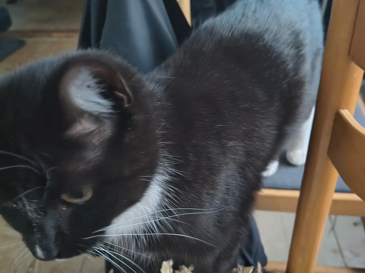 Billede 2 - Kat gratis med kattemad og kattebakke gratis og va