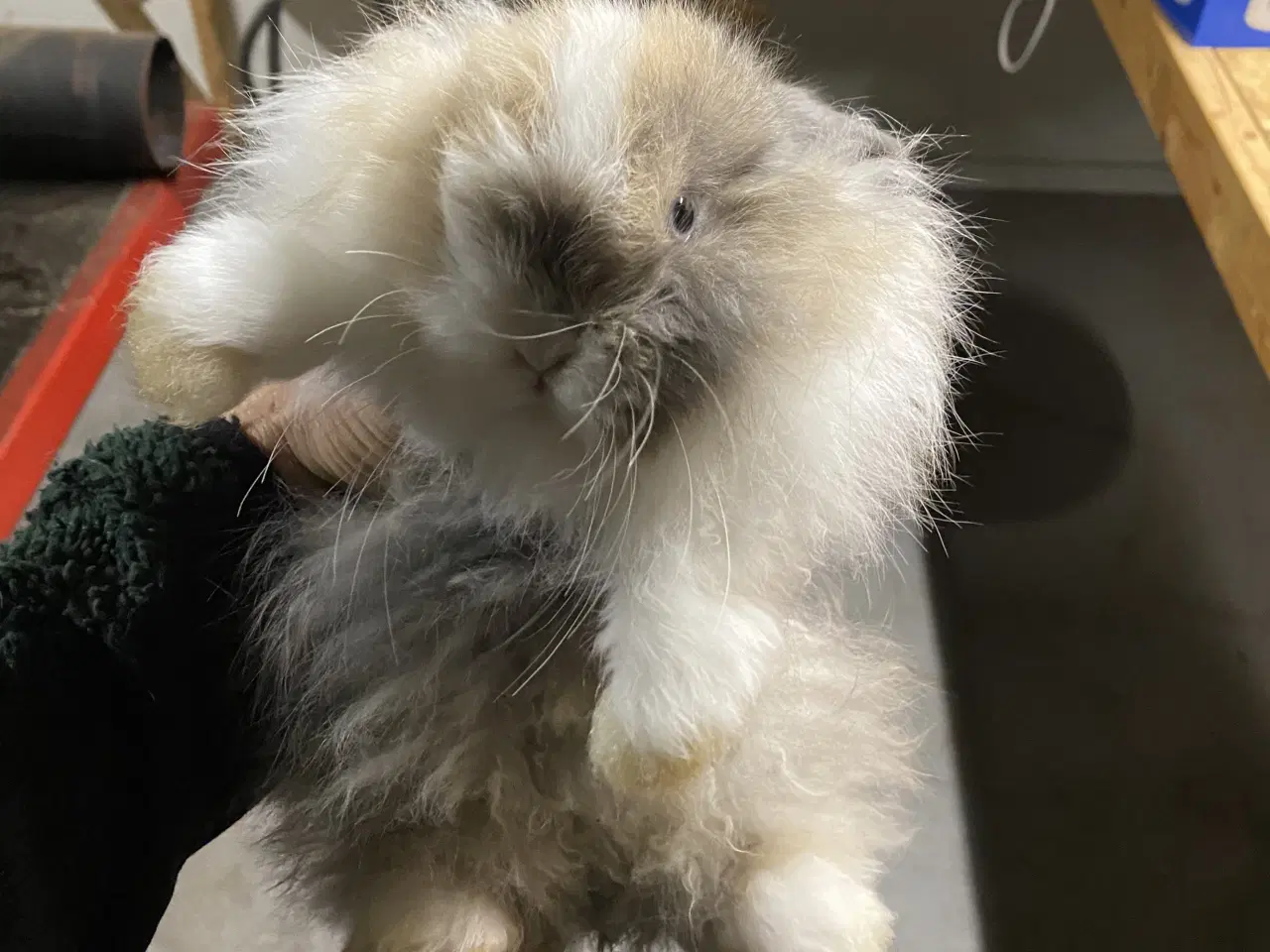 Billede 2 - Fluffy kaninunger fra uge 42