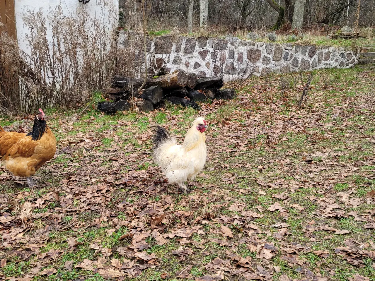 Billede 5 - Tre søde silkehaner sælges