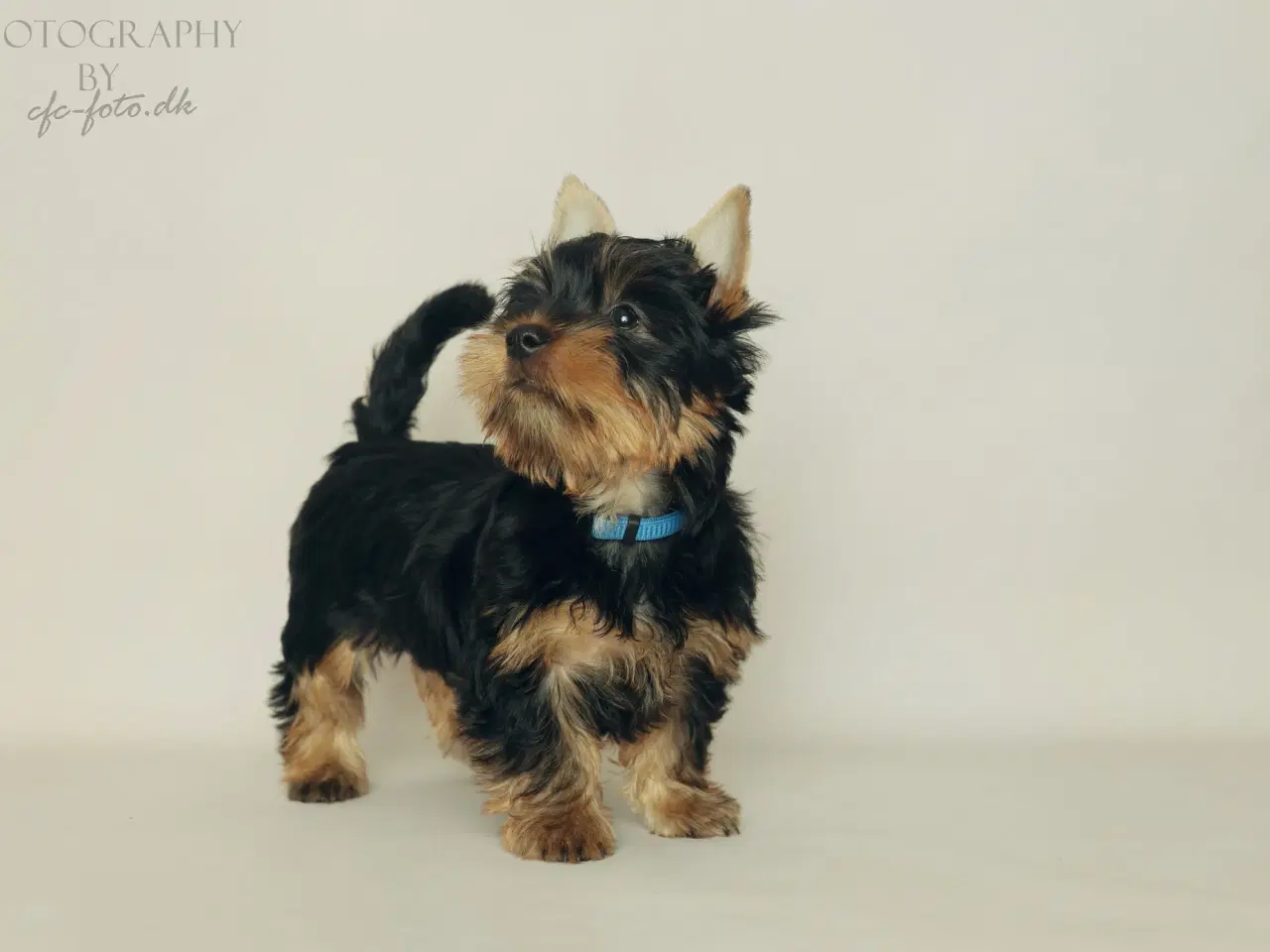 Billede 4 - Australian Silky Terrier hvalp