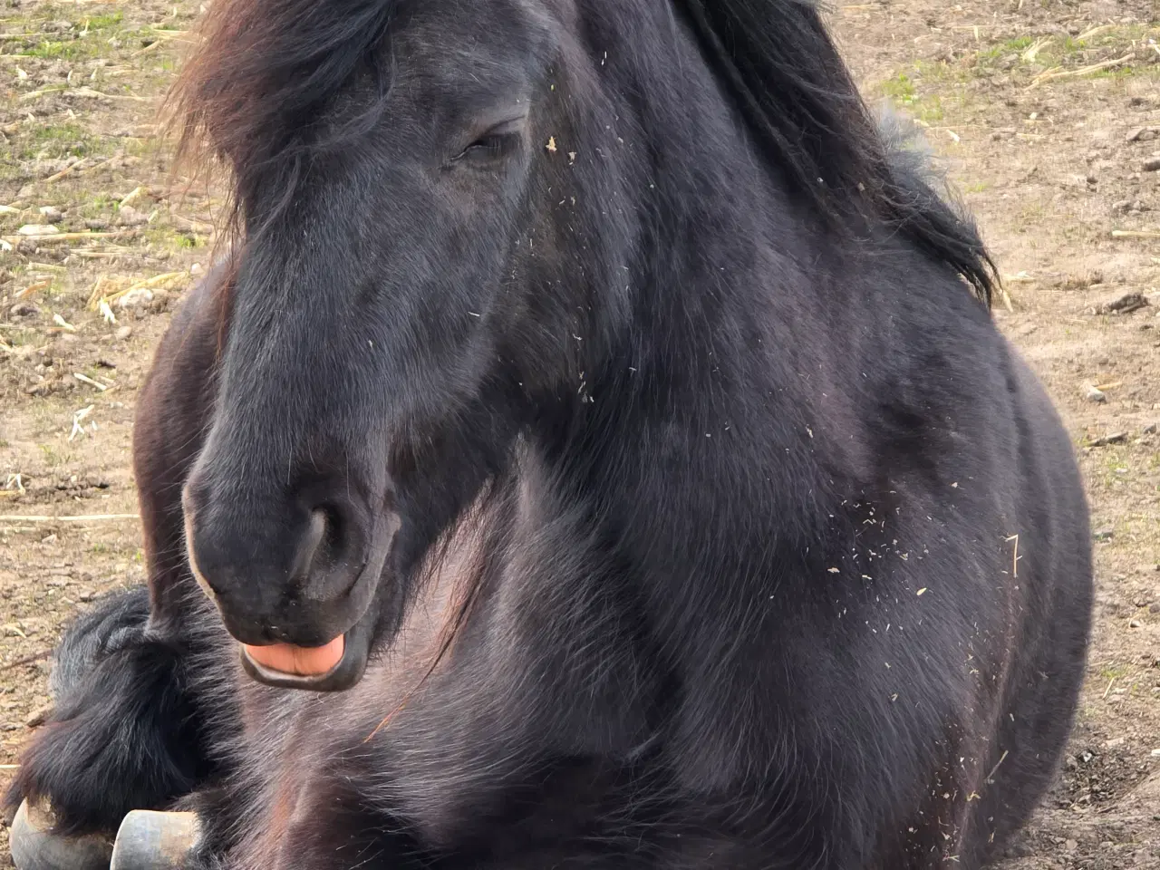 Billede 2 - Fellpony vallak 