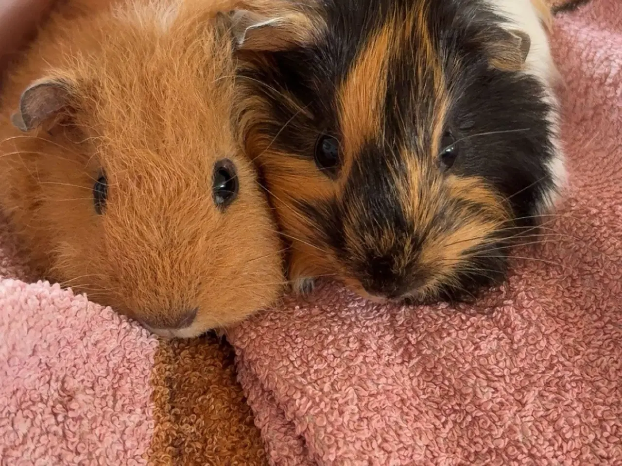 Billede 1 - To han marsvin 