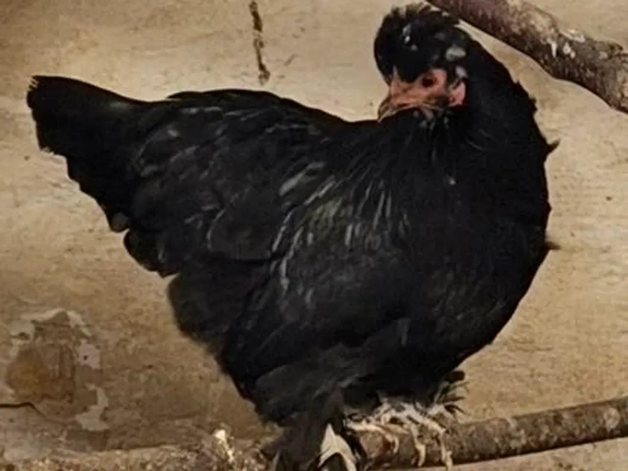 Billede 1 - Blandings høne, og en Wyandott høne