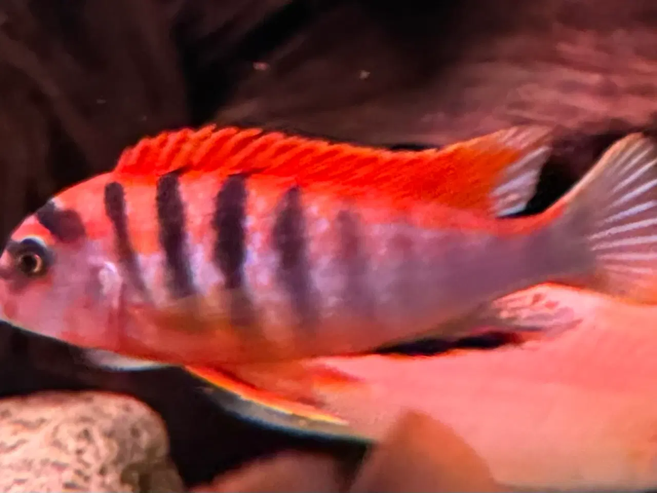 Billede 4 - Red top Hungy F1 flok på 5 stk.