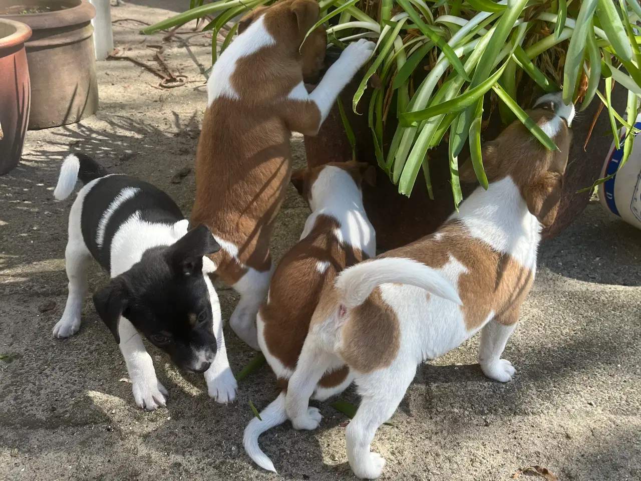 Billede 8 - 4 dejlige hanner 