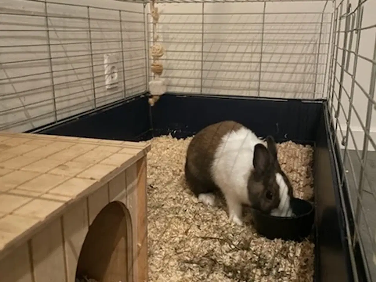 Billede 3 - Hermelin kanin (hun)
