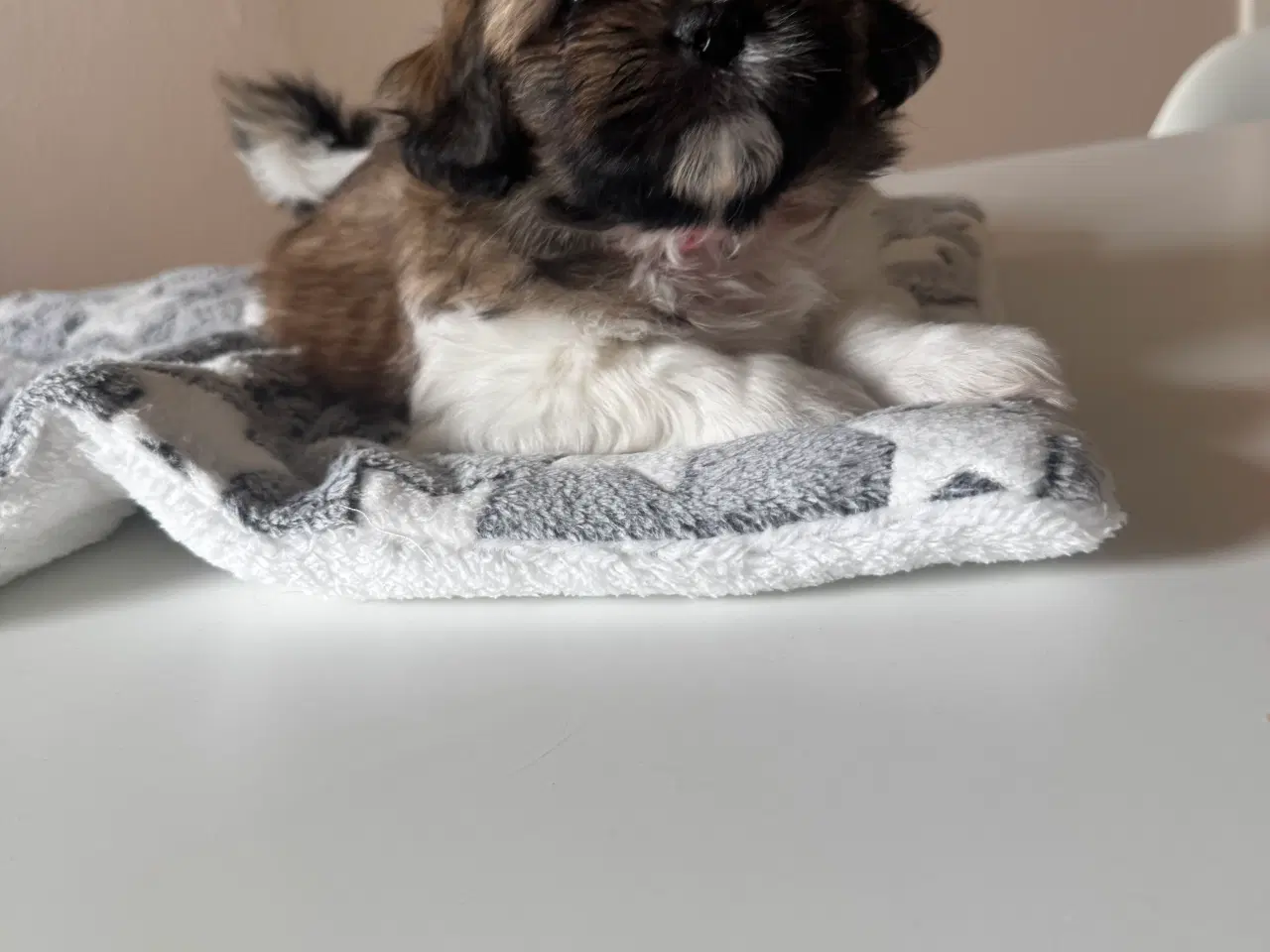 Billede 5 - Hundehvalpe. Shih tzu/tibetansk spaniel.