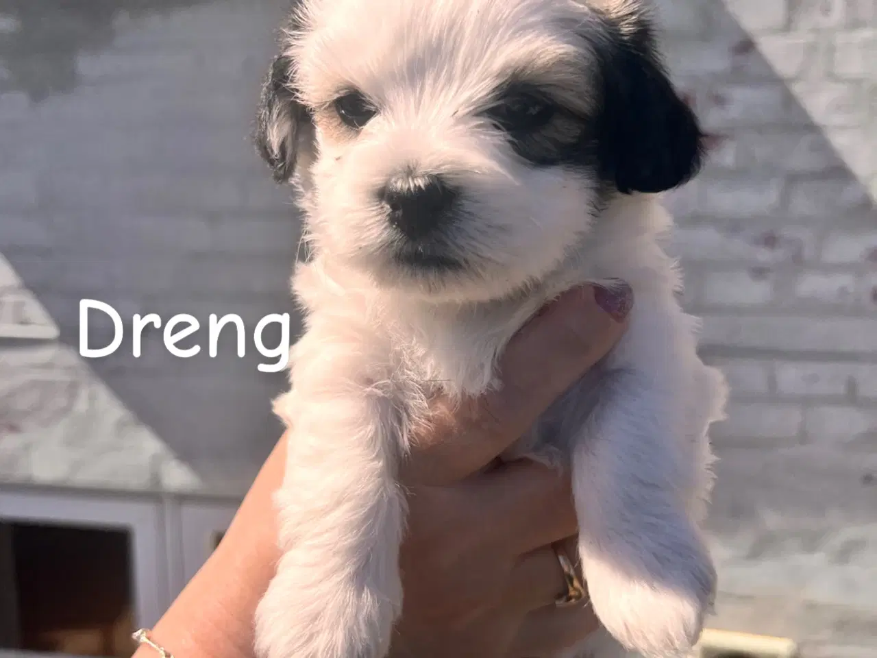 Billede 6 - Maltipoo med papillion 