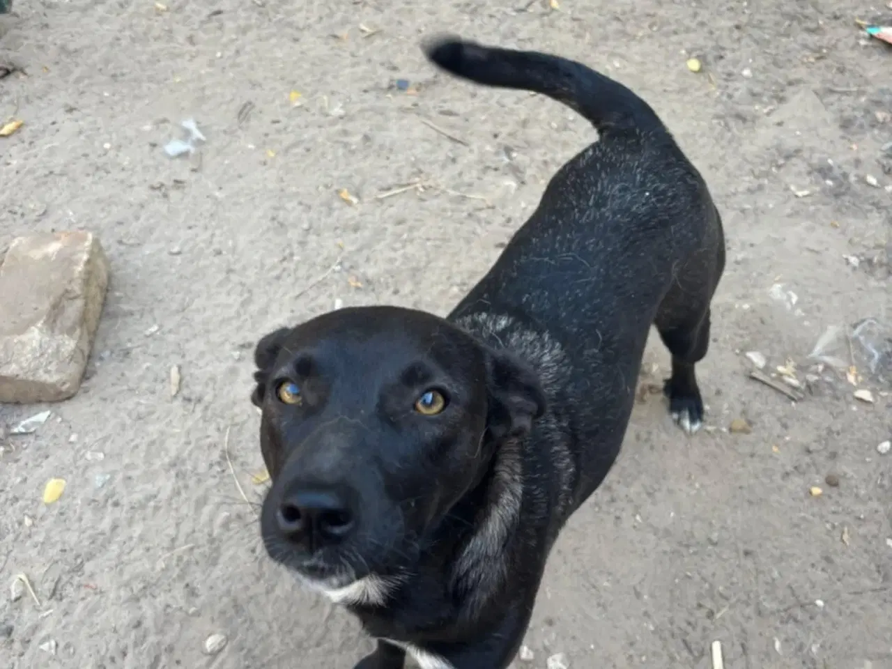 Billede 6 - Pips søger sine nye madslaver