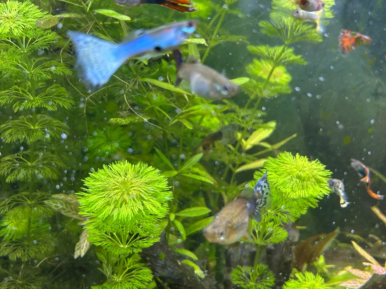 Billede 2 - Guppy voksne