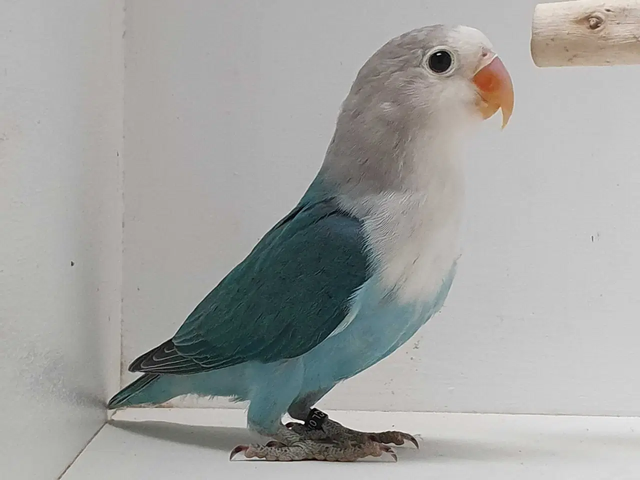 Billede 4 - Flot Dværgpapegøje Blå/Opaline