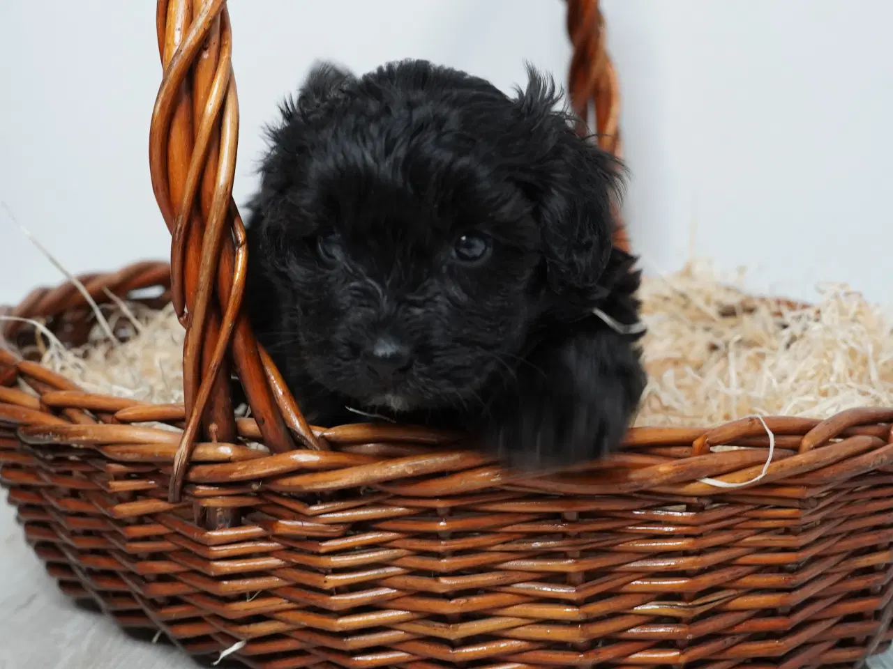 Billede 11 - Coton poo hvalpe