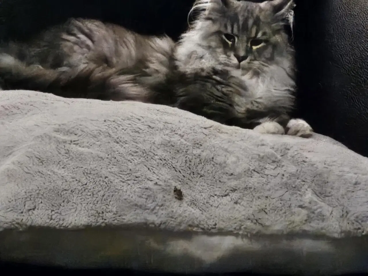 Billede 6 - Maine coon killing