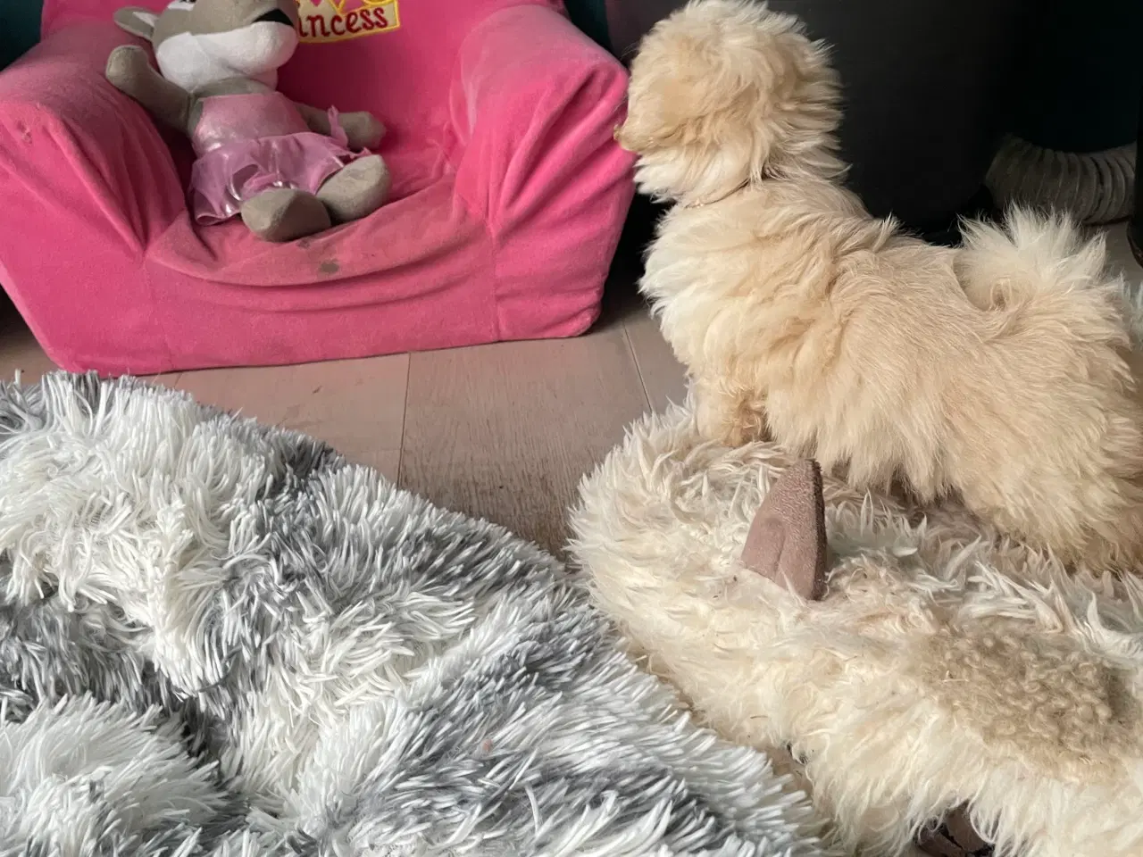 Billede 2 - Havapoo han hvalp SALGSKLAR!