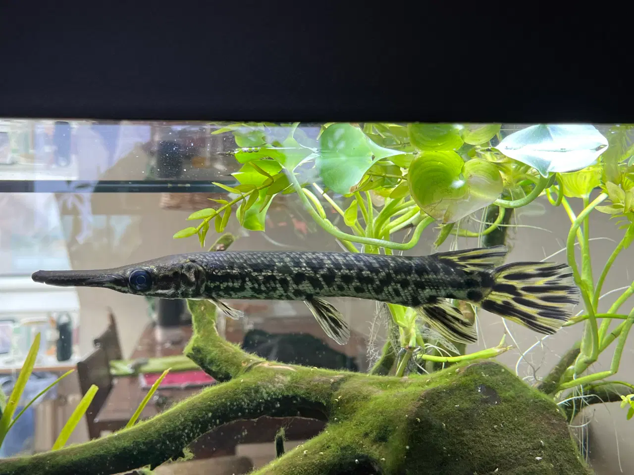 Billede 4 - Juvenil Alligator Gar (Atractosteus spatula)
