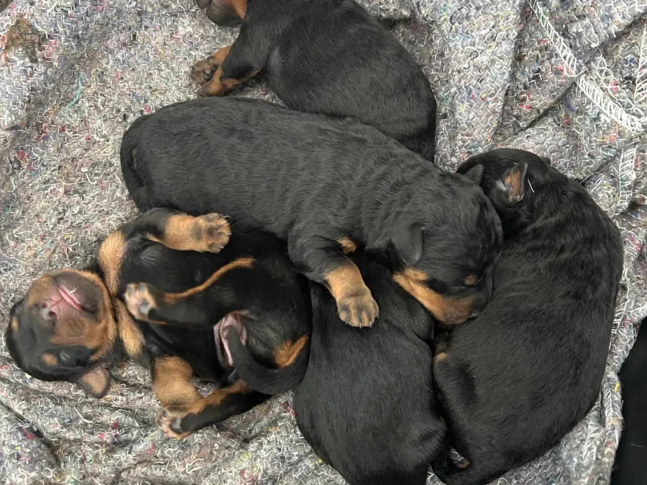 Billede 5 - Tysk jagtterrier hvalpe