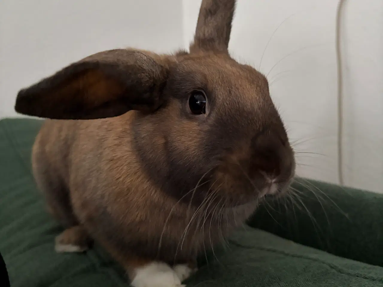 Billede 2 - Ella søger ny familie 