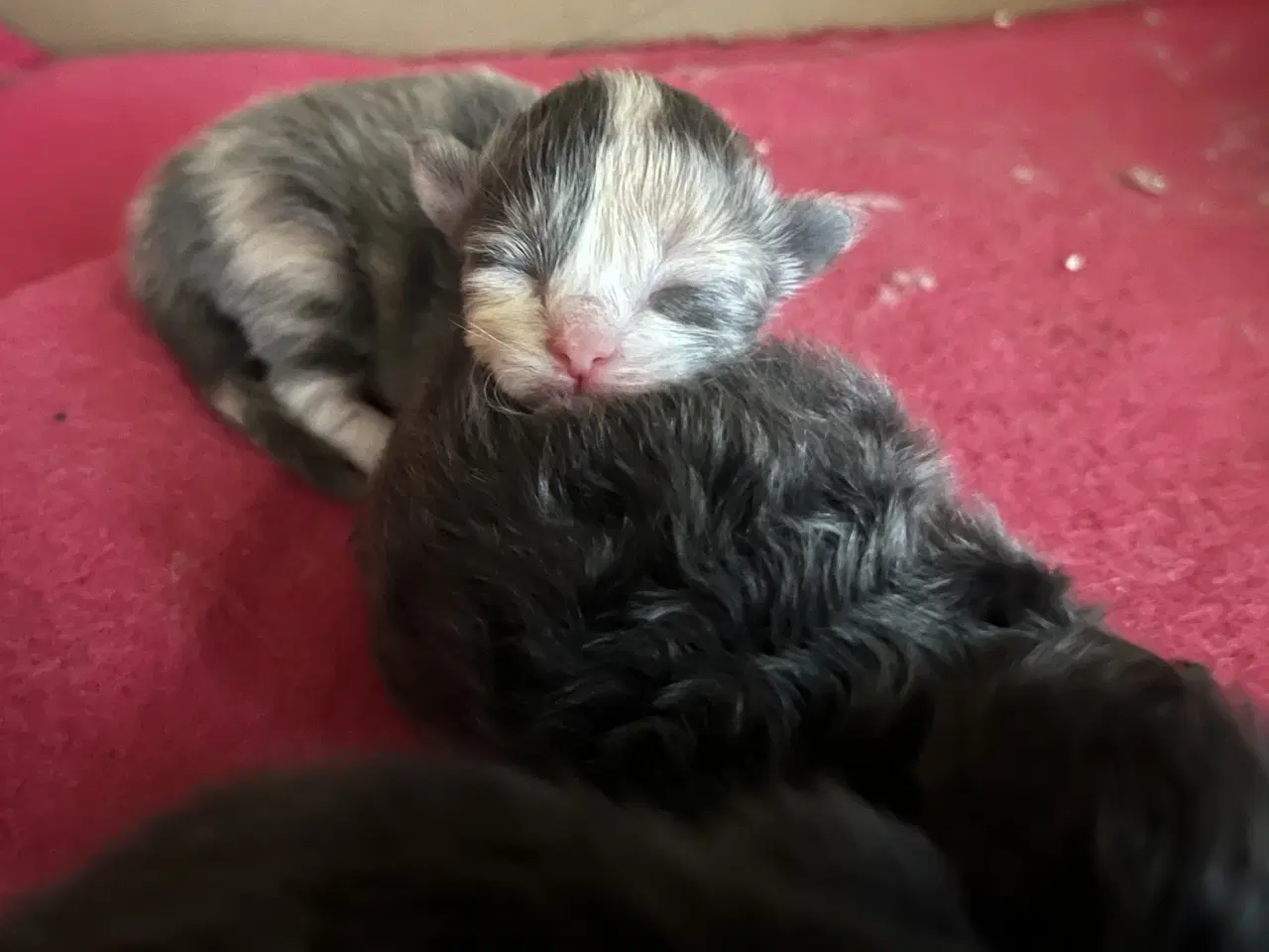 Billede 6 - Vamsede blandingskillinger 