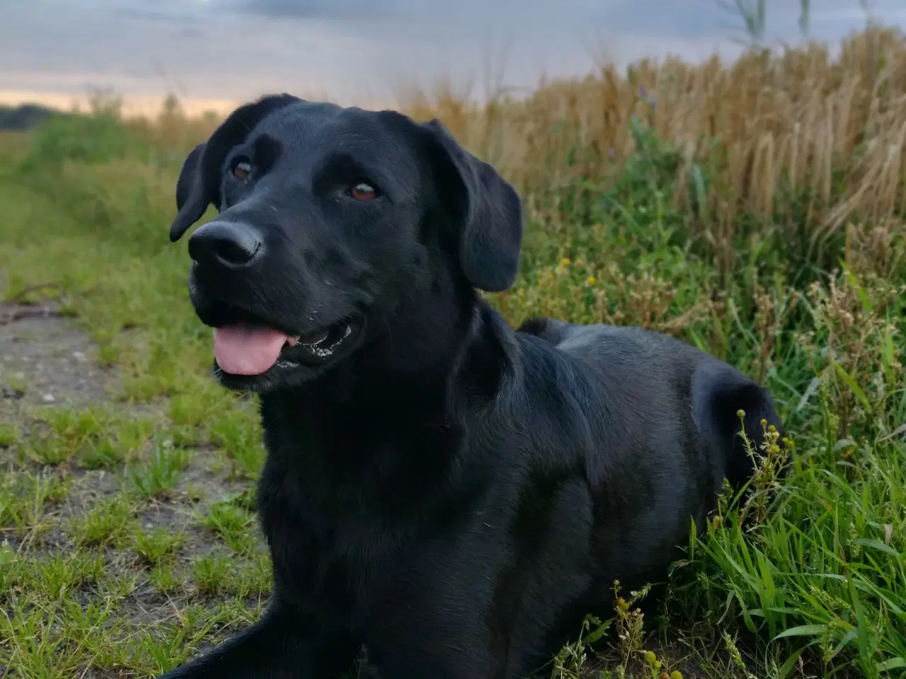 Billede 10 - SOLGT! Han F1 labrador hvalp