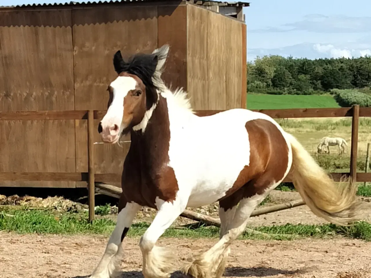 Billede 6 - Irish cob hoppe 
