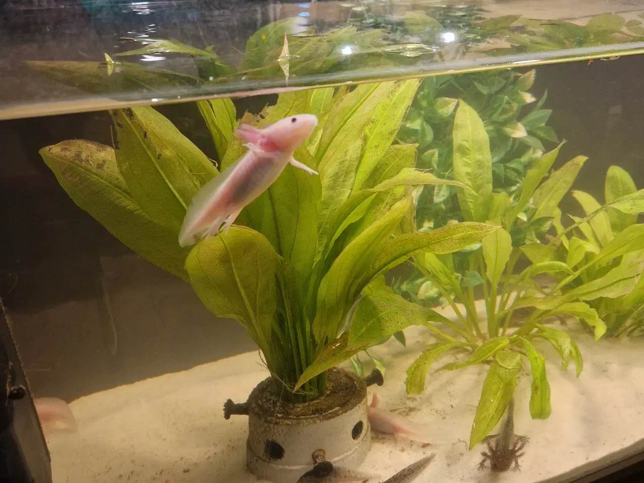 Billede 1 - Axolotl 