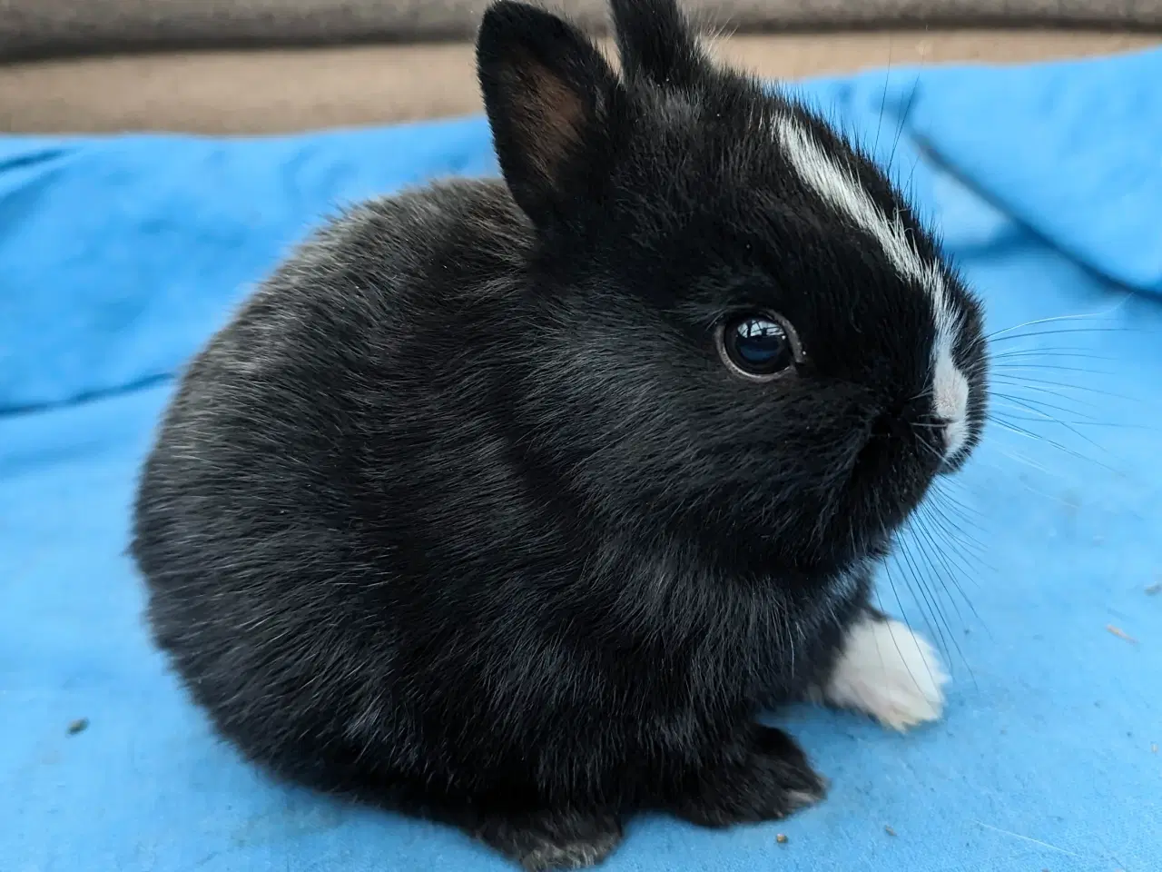 Billede 7 - Hermelin kaninunge sælges 