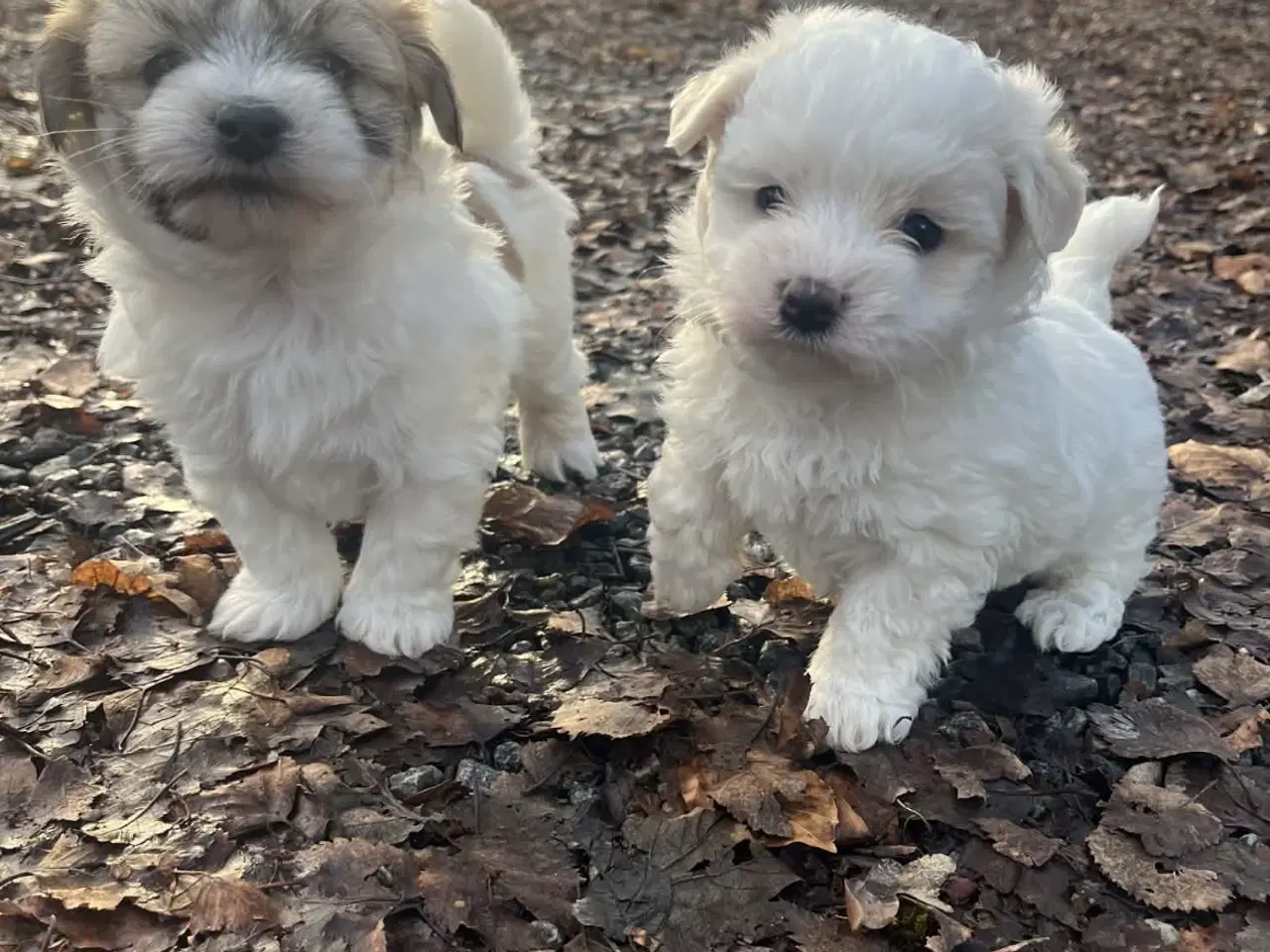 Billede 6 - Coton de tulear hvalpe.
