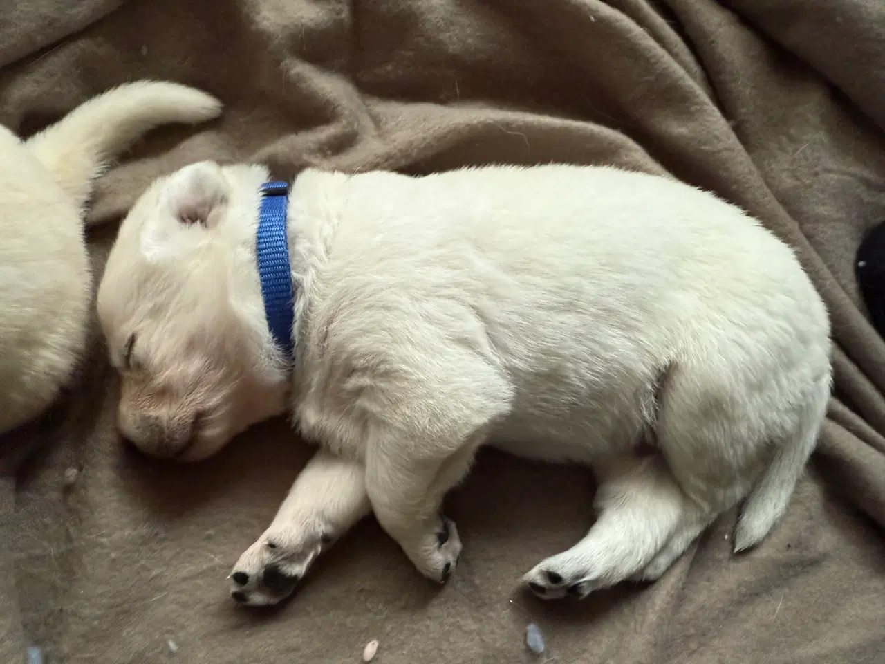 Billede 1 - Mangler du en julegave til familien 