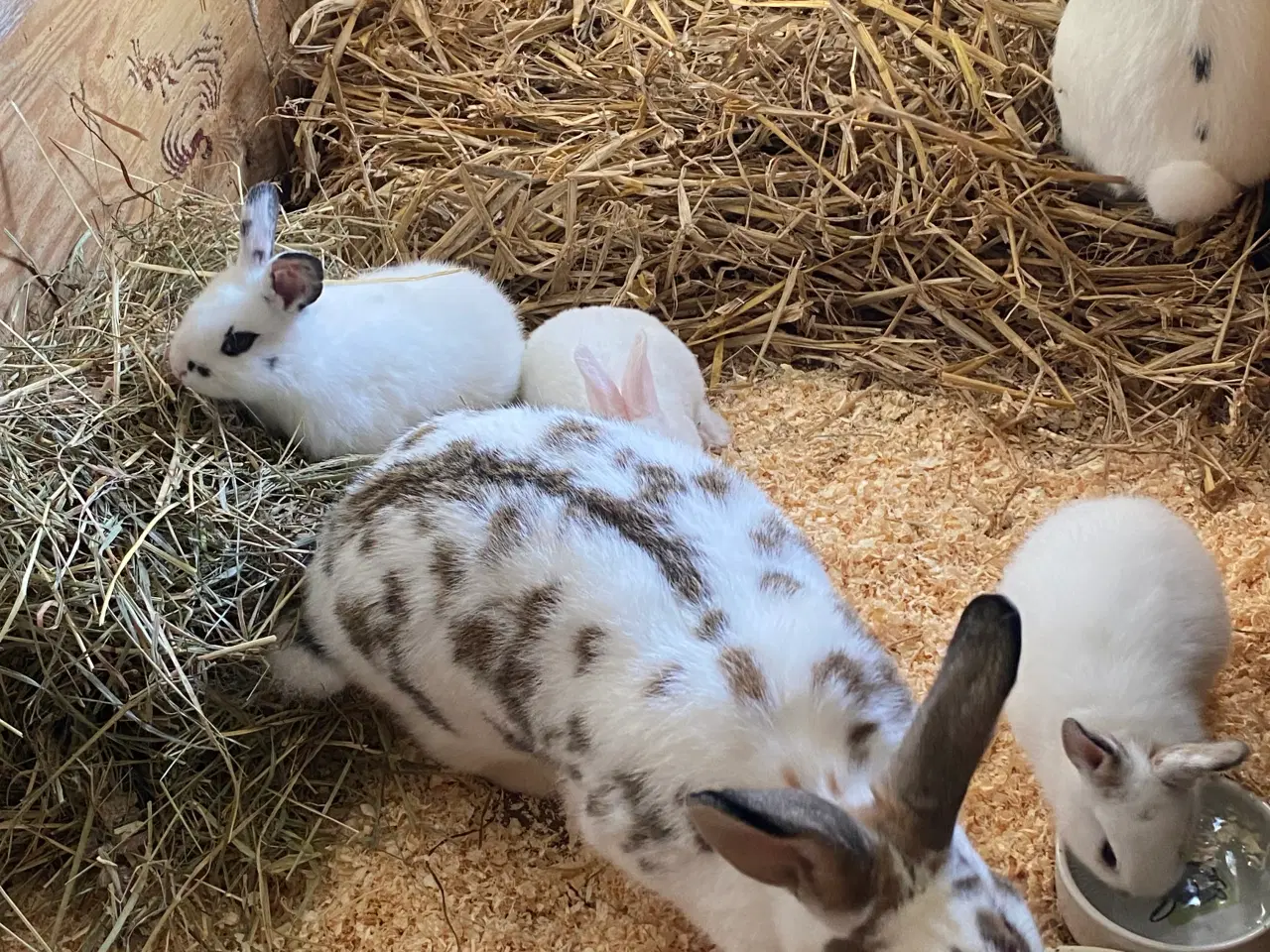 Billede 7 - Søde kaniner