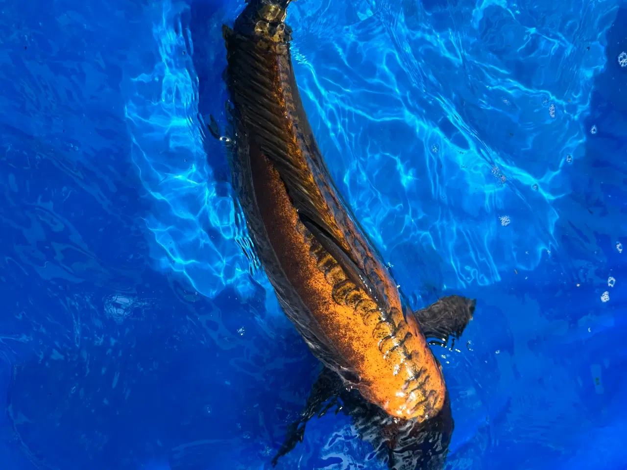 Billede 7 - Koi karper fra 30-55cm 