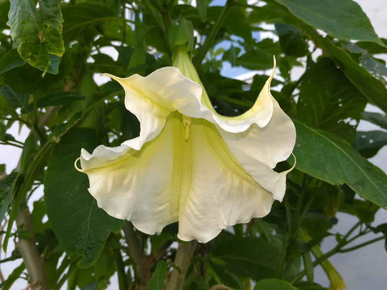 Billede 3 - engletrompeter (burgmansia)