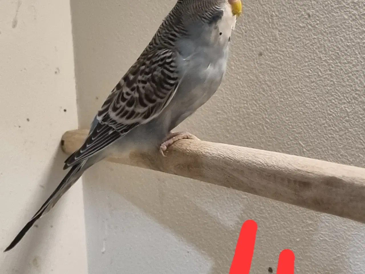 Billede 10 - Undulat unger