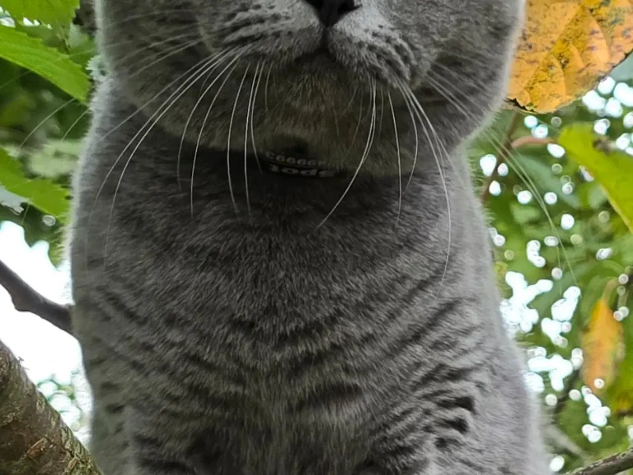 Billede 6 - British shorthair killinger