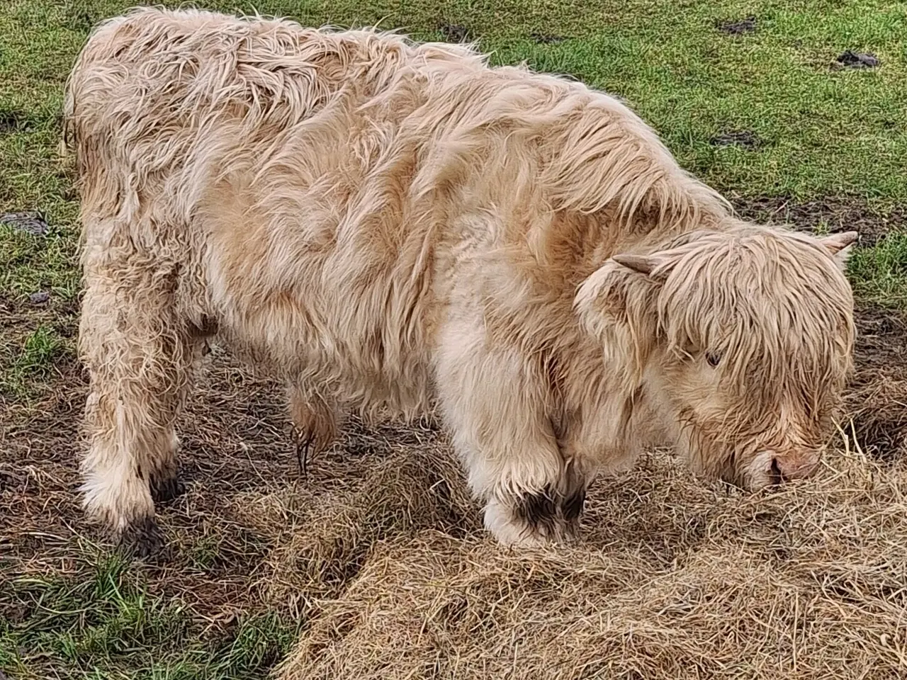 Billede 3 - Skotsk højlandskvæg tyrkalv