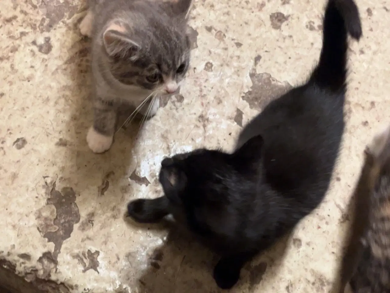 Billede 2 - Kattekillinger 