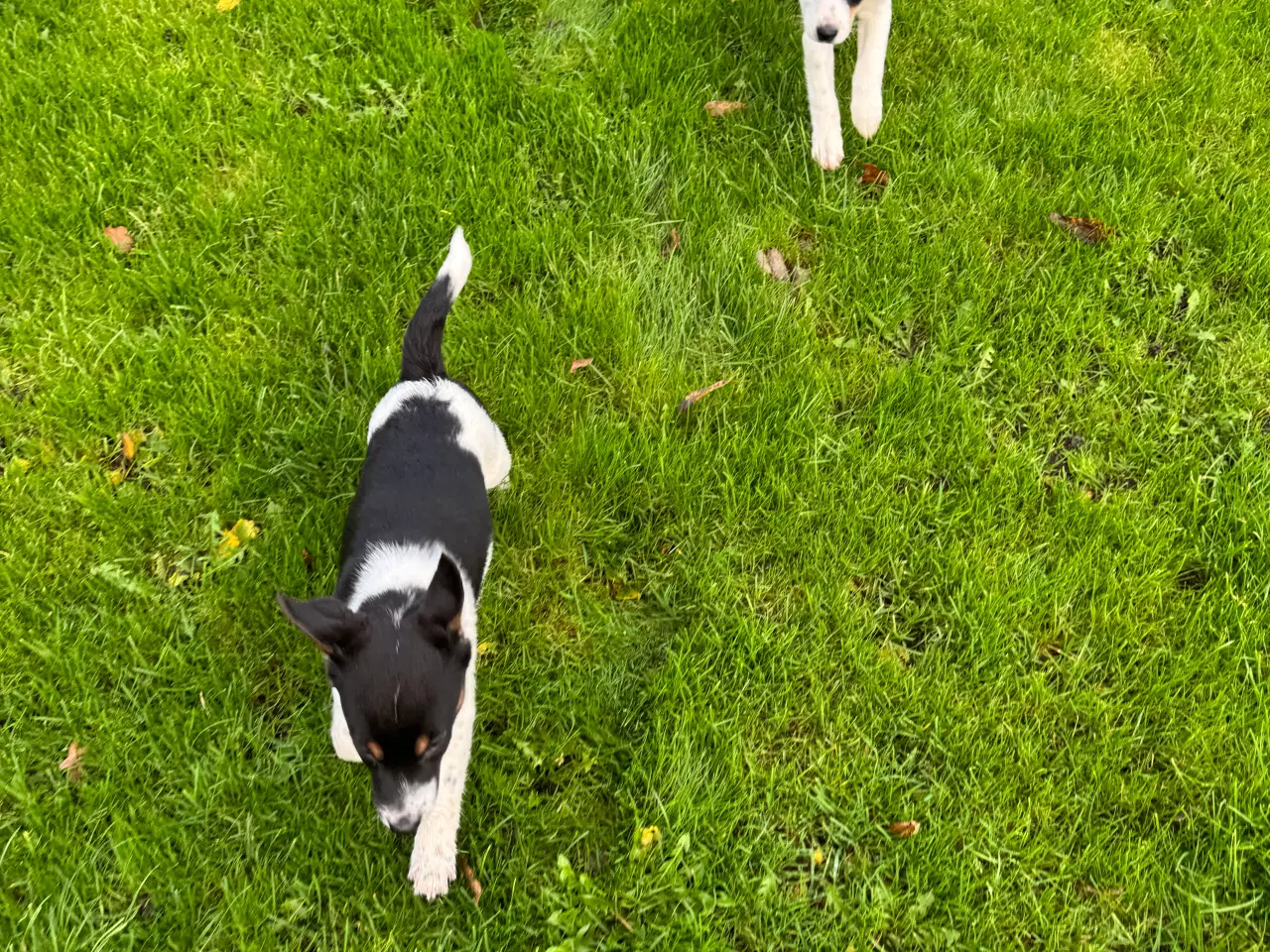 Billede 6 - Dansk/Svensk Gårdhund hvalpe